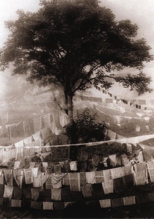 bhutan, trees in clouds