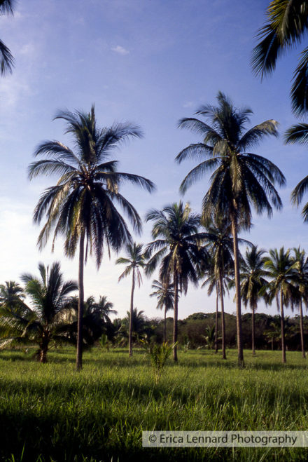 Cuixmala, Mexico