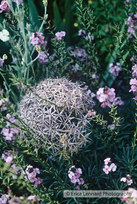 Allium Christophii, England