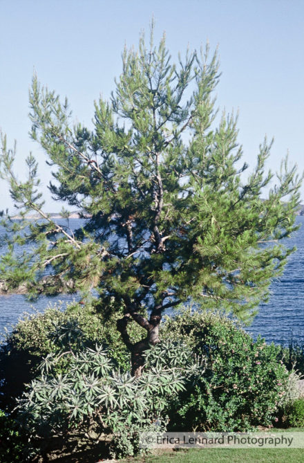 Erik Borja Garden, Corsica