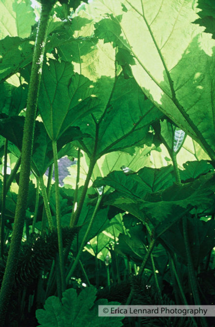 Gunnera, Trebah, England