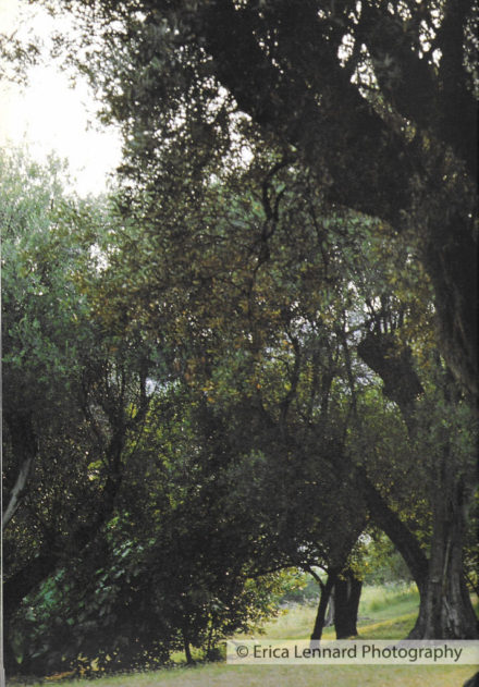 Renoir