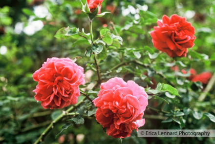 Roses, JamieWolfes Garden, Los Angeles
