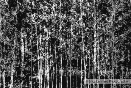 Bamboo, USA