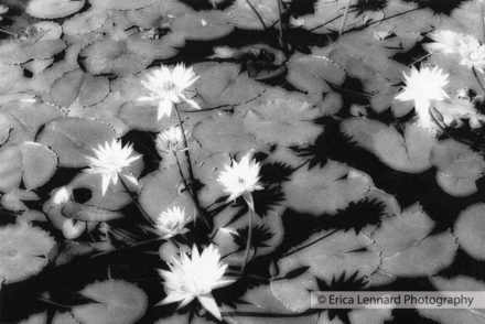 Water Lilies, Tunisia