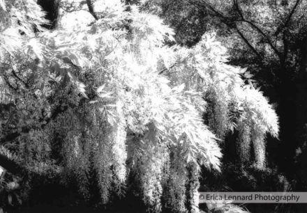 Wisteria, USA