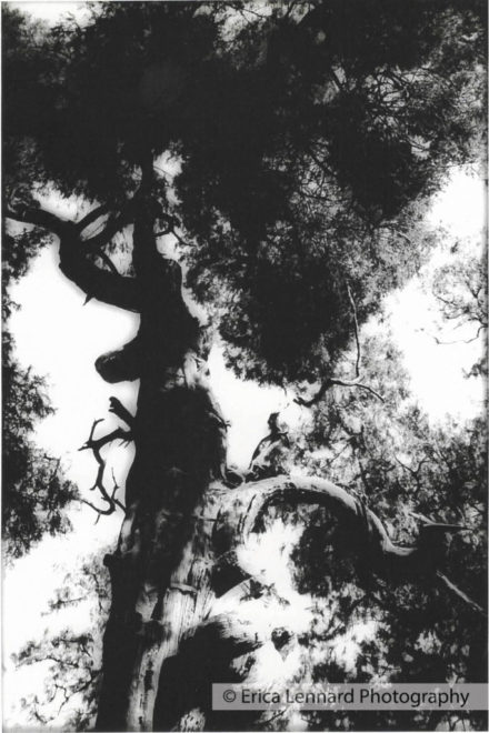 souzou arbre sacre