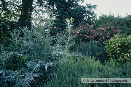 dan pearsons garden