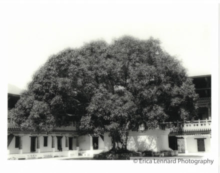 inde shekavati
