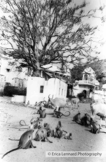 jaipur monkeys