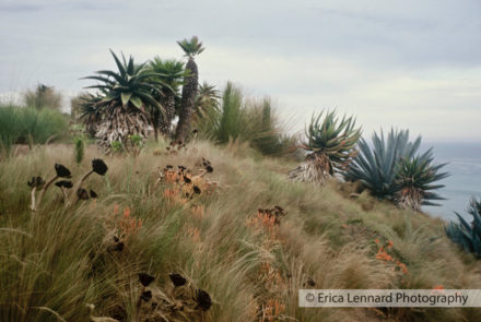 john greenley, malibu