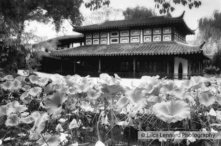 lotus pond suzhou