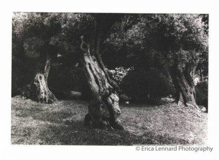 renoir , cagnes sur mer