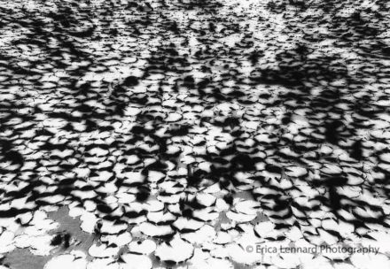 ryoan-ji waterlilies