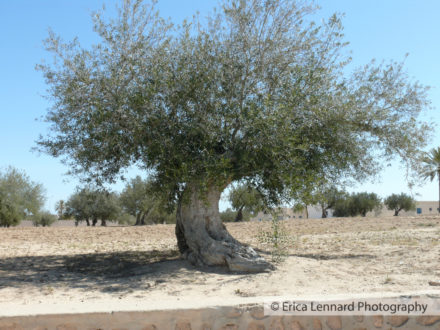 Djerba